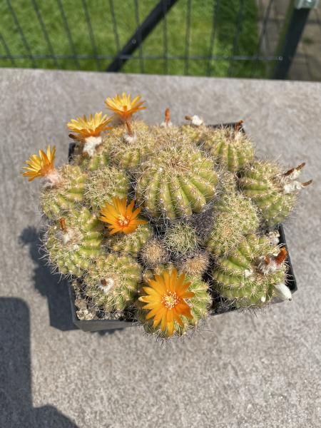 Parodia spec. orange